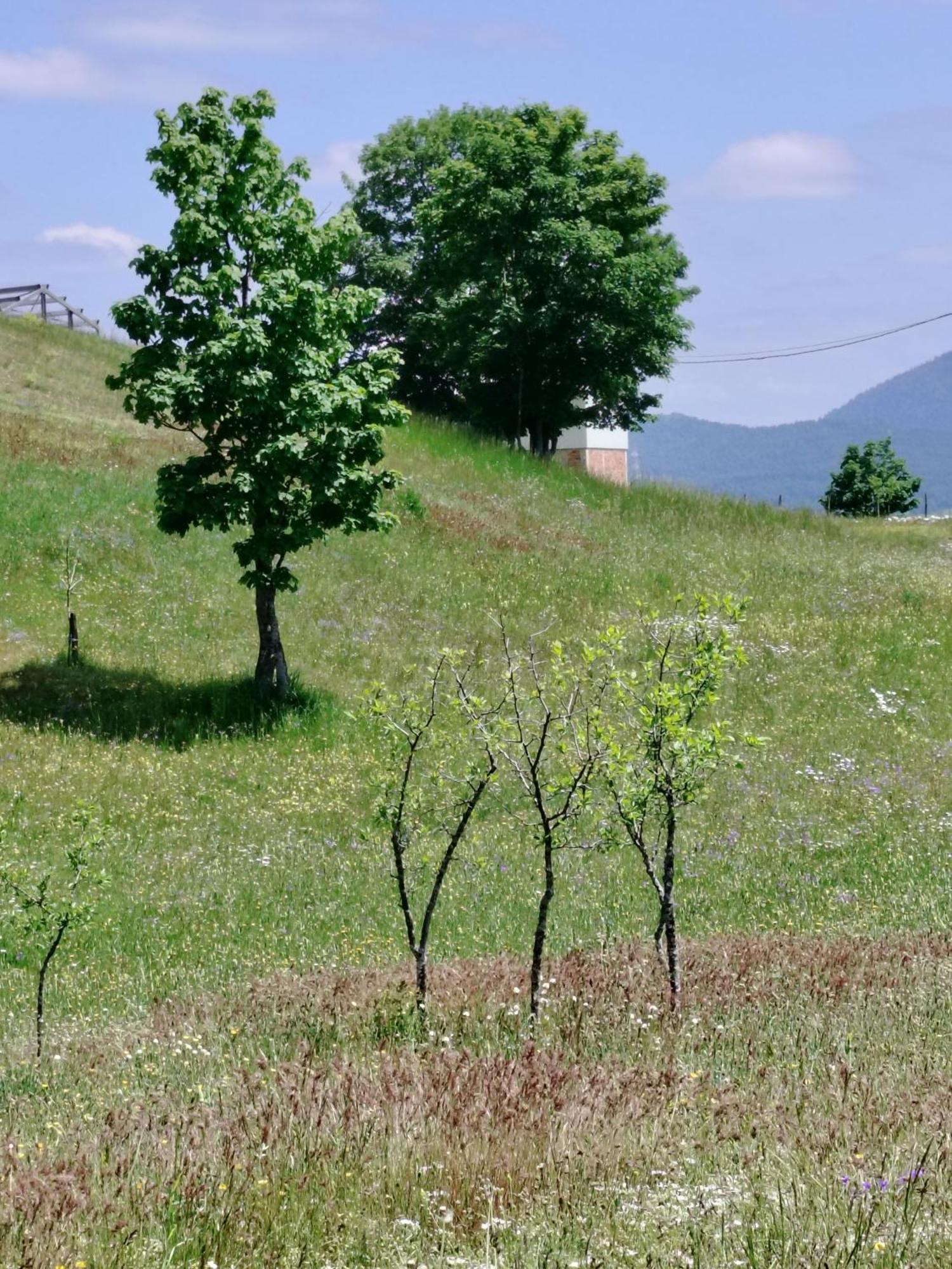 Holiday Home Apartman Aco Žabljak Dış mekan fotoğraf